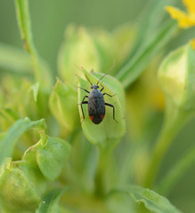 Polymerus