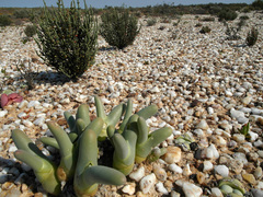 Mesembryanthemum digitatum