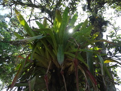 Aechmea mexicana