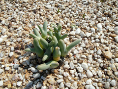 Mesembryanthemum digitatum