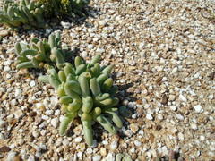 Mesembryanthemum digitatum