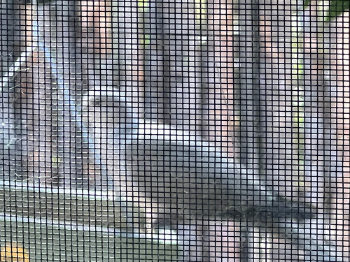 Eurasian Collared-Dove