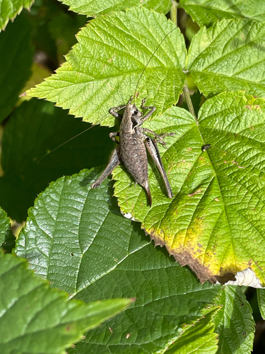 Dark Bush-cricket