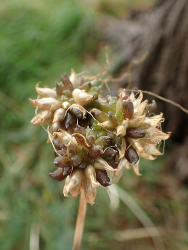 Allium vineale, photograph 2