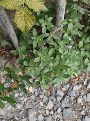 Parietaria judaica, photograph 2