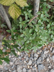author not stated, no rights reserved Parietaria judaica, photograph author not stated, no rights reserved
