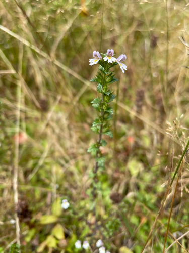 Common Eyebright