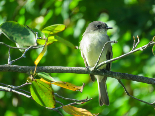 Eastern Phoebe