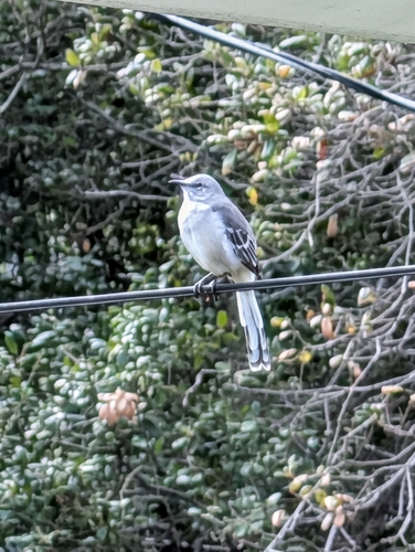 Northern Mockingbird