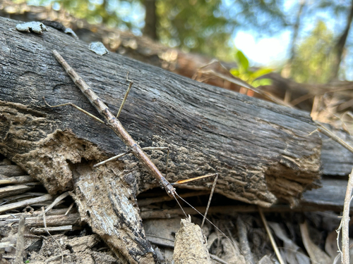 Northern Walkingstick