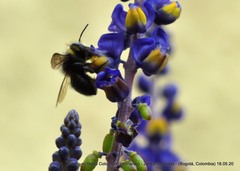 Megachile amparo