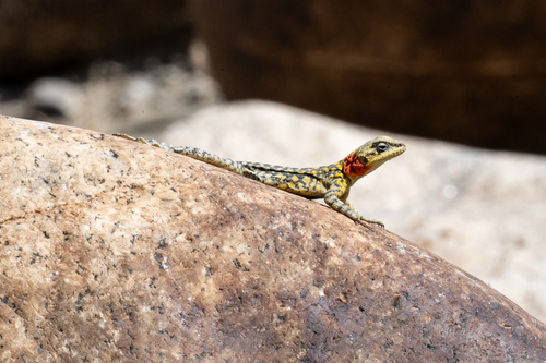 Himalayan Agama