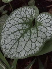 Brunnera