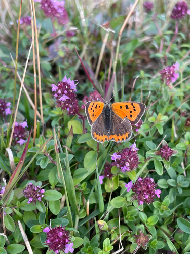Small Copper