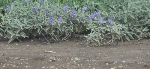 silverleaf nightshade
