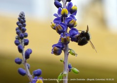 Megachile amparo
