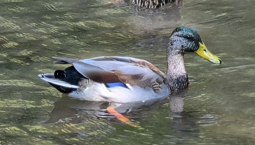 Mallard