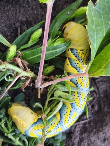 Death's Head Hawkmoth