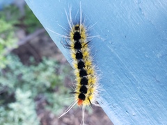 Lophocampa ingens