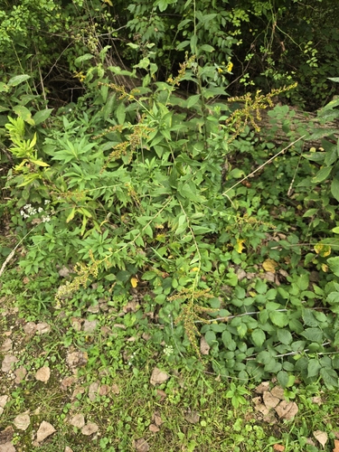 Canada goldenrod