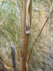 Muhlenbergia dumosa, photograph (c) Matt Berger, some rights reserved (CC BY)