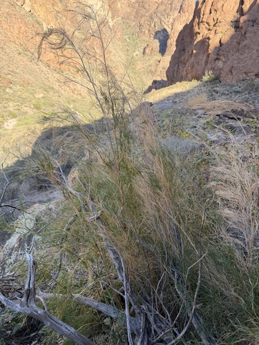 Muhlenbergia dumosa, photograph 5