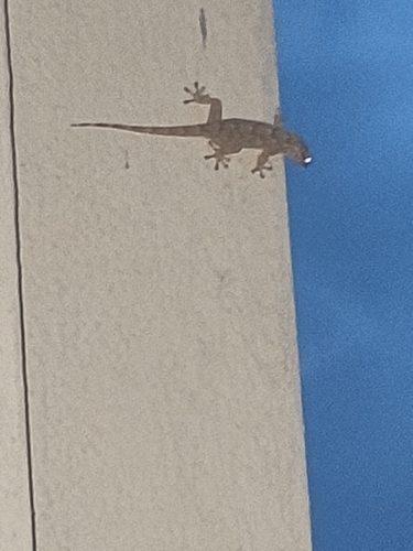 Moorish Gecko