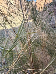 Muhlenbergia dumosa, photograph (c) Matt Berger, some rights reserved (CC BY)