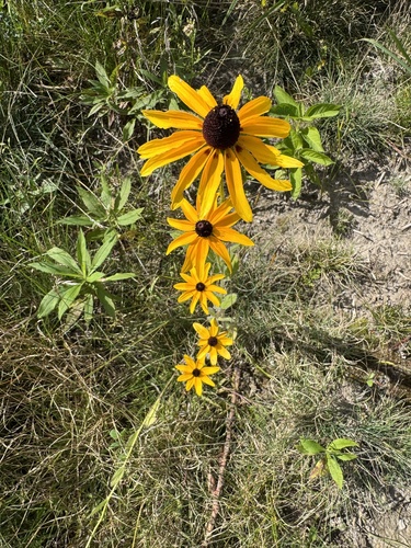 black-eyed Susan