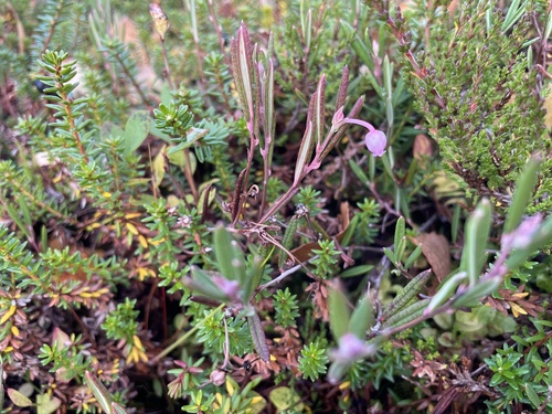 Wild Rosemary