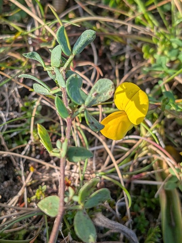 Uromyces euphorbiae-corniculati