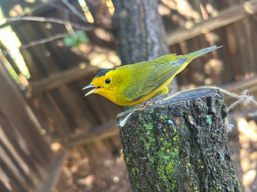 Wilson's Warbler