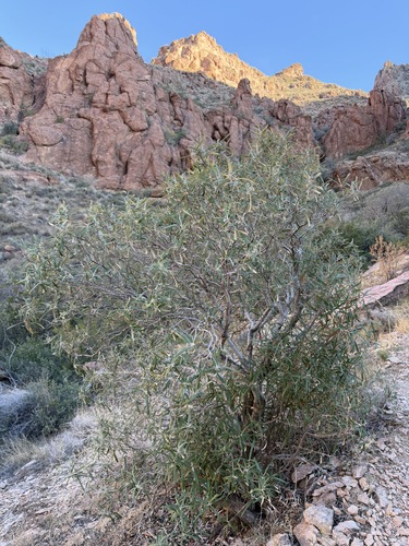Vauquelinia californica, photograph 3