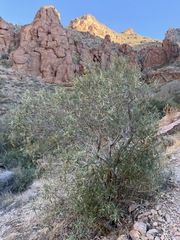 Vauquelinia californica, photograph (c) Matt Berger, some rights reserved (CC BY)
