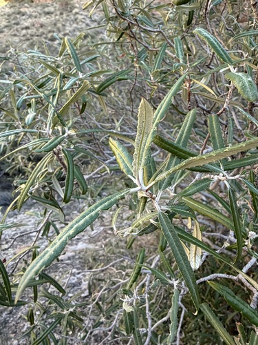 Vauquelinia californica