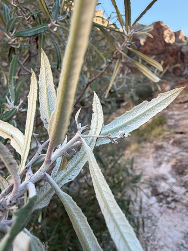 Vauquelinia californica, photograph 2