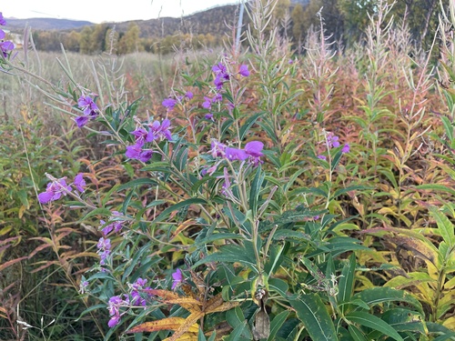 fireweed
