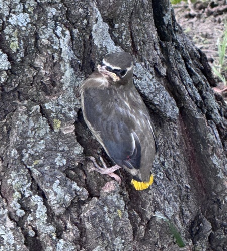 Cedar Waxwing