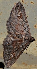 Eucymatoge scotodes