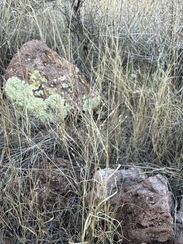 Panicum hirticaule