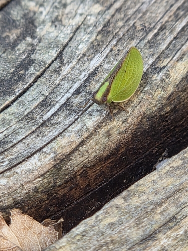 Two-striped Planthopper