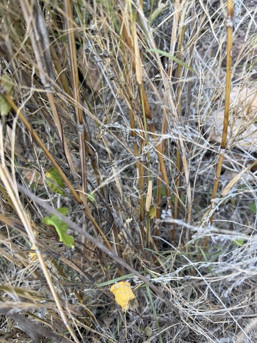 Muhlenbergia dumosa, photograph 3