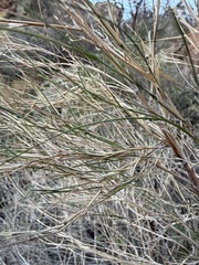 Muhlenbergia dumosa, photograph (c) Matt Berger, some rights reserved (CC BY)