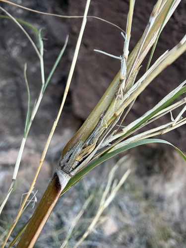 Muhlenbergia dumosa