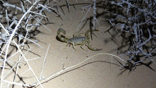 African fattail scorpion