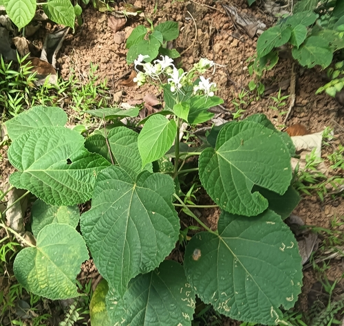 Clerodendrum infortunatum