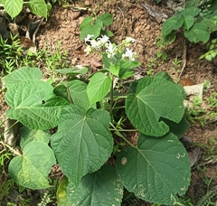 Clerodendrum infortunatum
