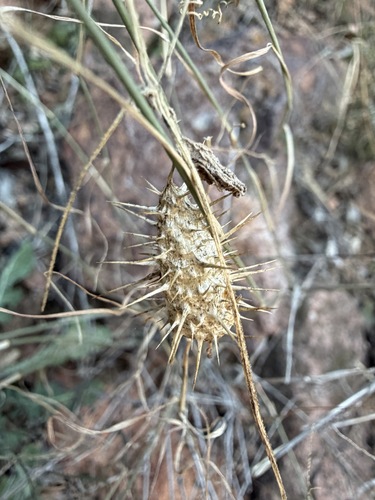 Echinopepon wrightii, photograph 3