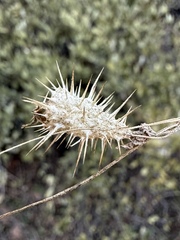 Echinopepon wrightii, photograph (c) Matt Berger, some rights reserved (CC BY)