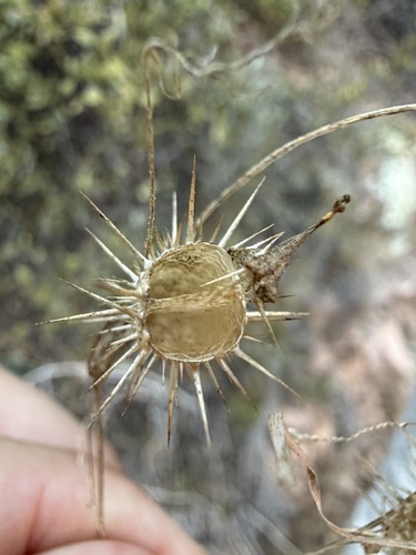 Echinopepon wrightii